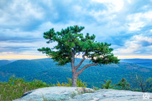a single tree on a rocky mountaintop 
