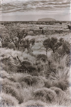 Australian outback 