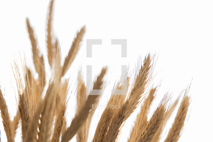 wheat grains 
