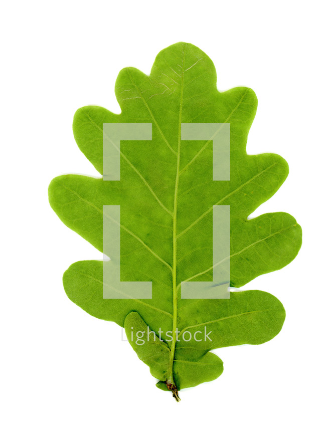 oak (Quercus robur) tree leaf over white background