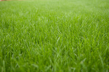 green grass 