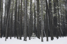 small tree in a winter forest amongst tall trees