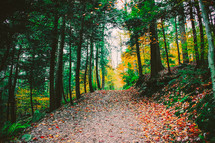 fall leaves on a trail surrounded by trees 