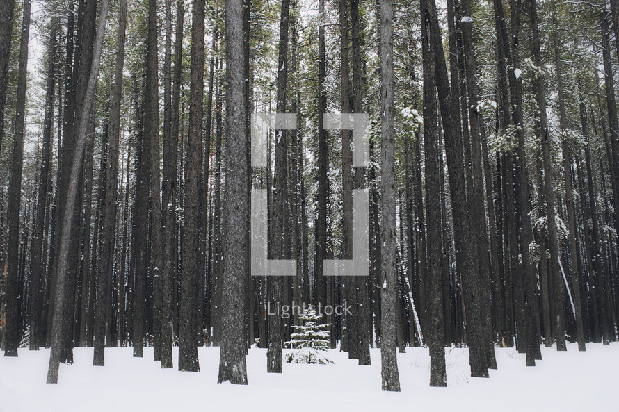 small tree in a winter forest amongst tall trees