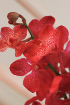 red orchid flowers 
