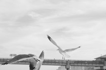 seagulls in flight
