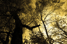 golden light over a tree silhouette