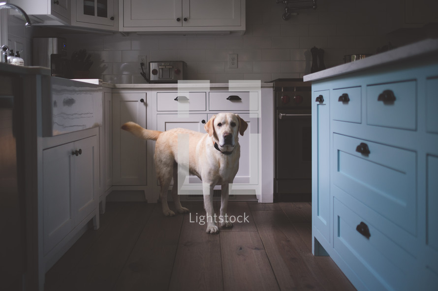 labrador in a kitchen 