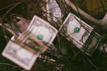 dollar bills caught in briars