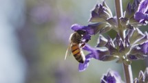 Slow motion of a honey bee drinking nectar and collecting pollen from a purple flower