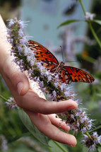 hand on a butterfly bush flower and a butterfly
