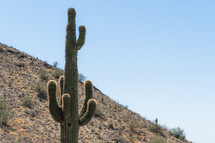 Cacti throughout the hills. 
