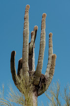 A tall saguaro cactus.