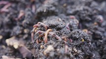 Close up of red worms inside fertile organic garden soil