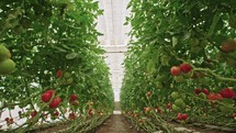 Tracking shot of tomatoes in a large greenhouse.