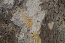 bark on a tree