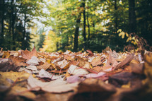fall leaves on the forest floor 