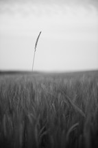 Dry wheat field in black and white