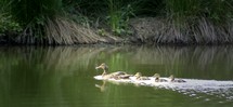 mother mallard duck and ducklings 