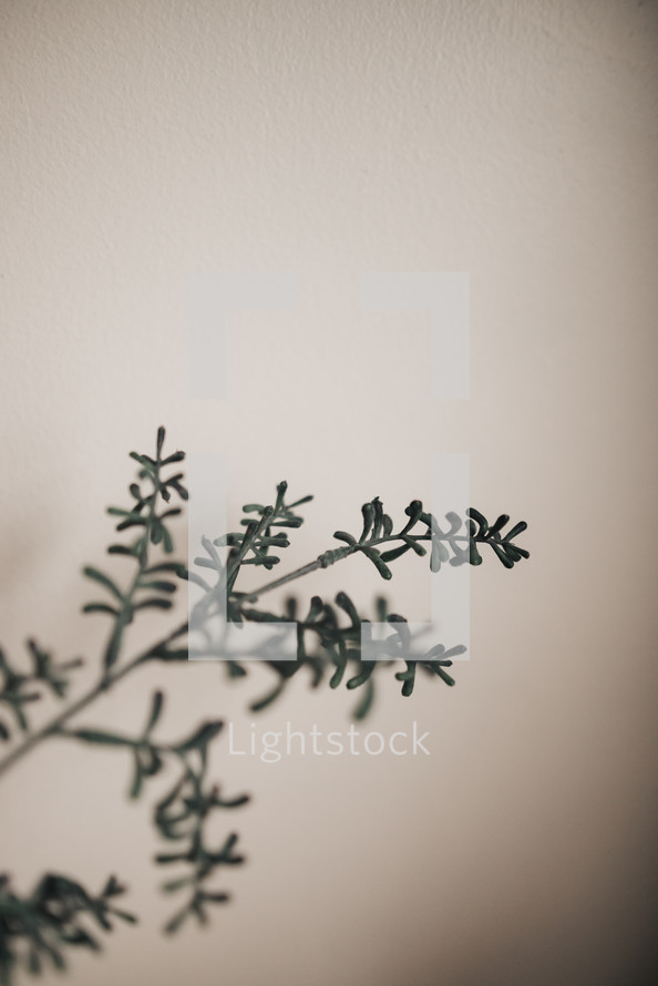 branches agaist a white background 