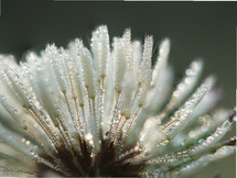 An up-close, macro photograph of the detail of a dandelion laden with moisture from the morning dew.