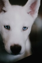 husky with blue eyes 