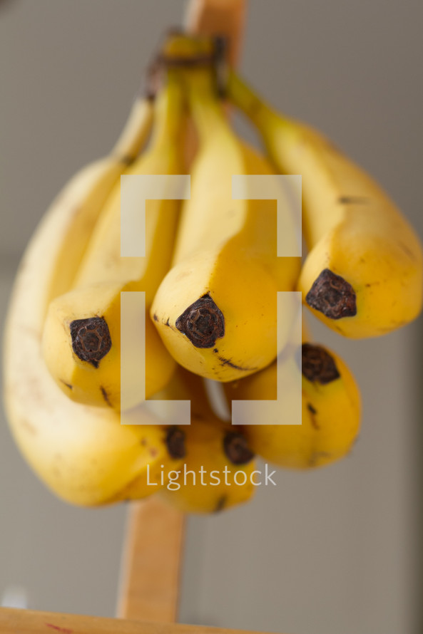 hanging bananas 