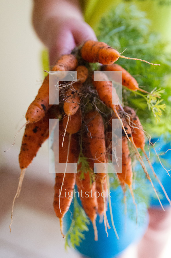 A hand holding a freshly picked bunch of carrots.