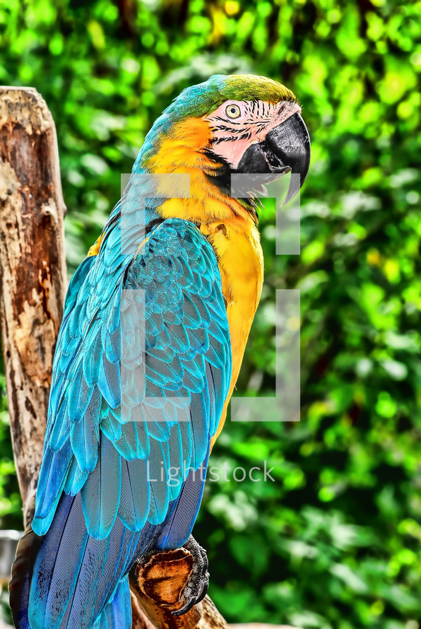 Macaw Parrot 