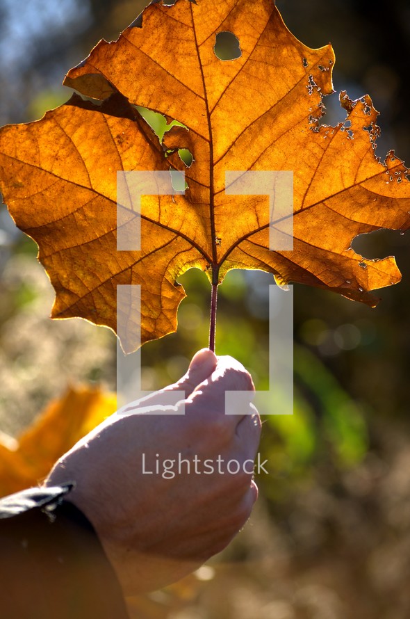 hand holding up large fall leaf