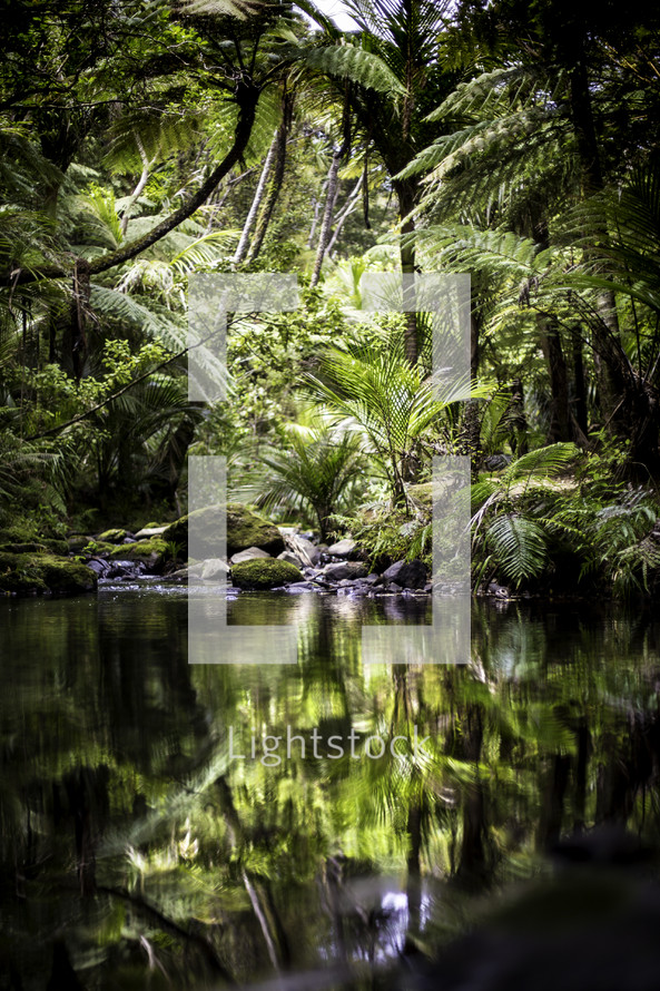 pond and dense vegetation in a jungle 