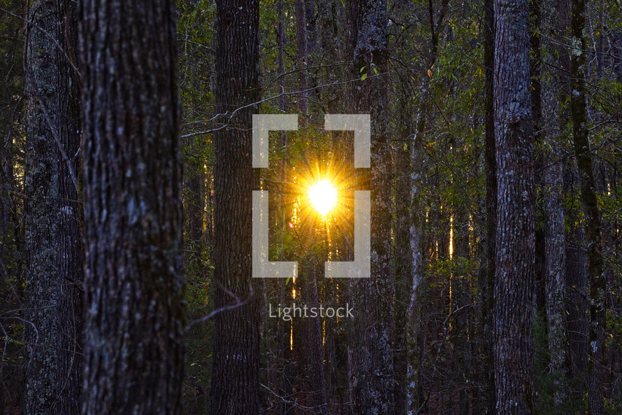 sunburst through trees in a forest 