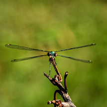 dragonfly on a twig 