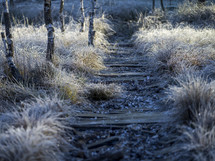 frost on grasses on the ground 