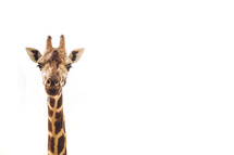 giraffe neck and head