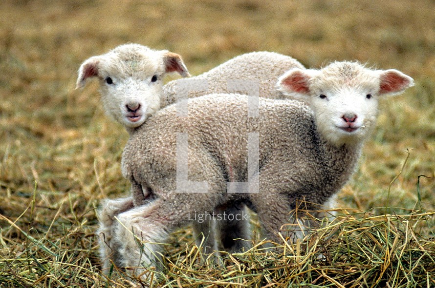 lambs 