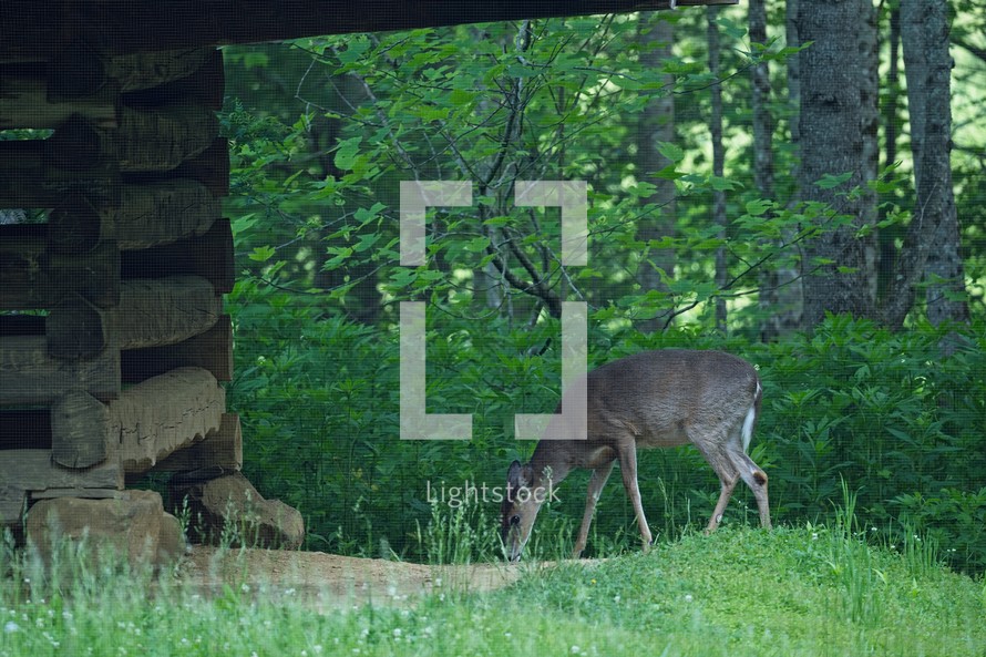 A Whitetail deer grazing beside an old historic log barn.
