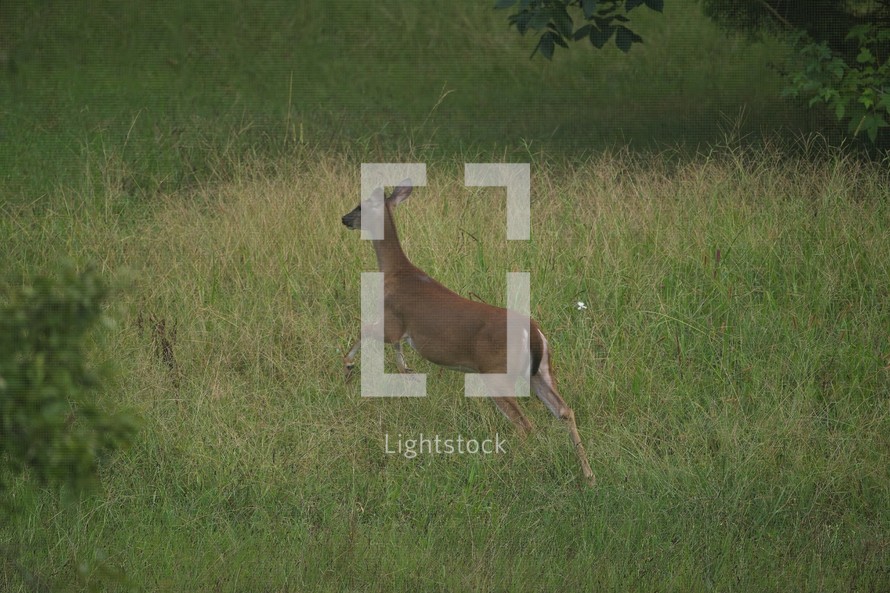 Whitetail deer doe running in a field of  tall grasses
