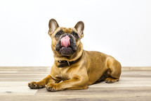 a French bulldog licking 