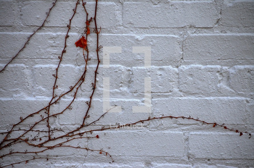 dead ivy on a white brick wall 