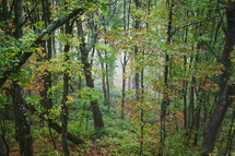 early fall forest 