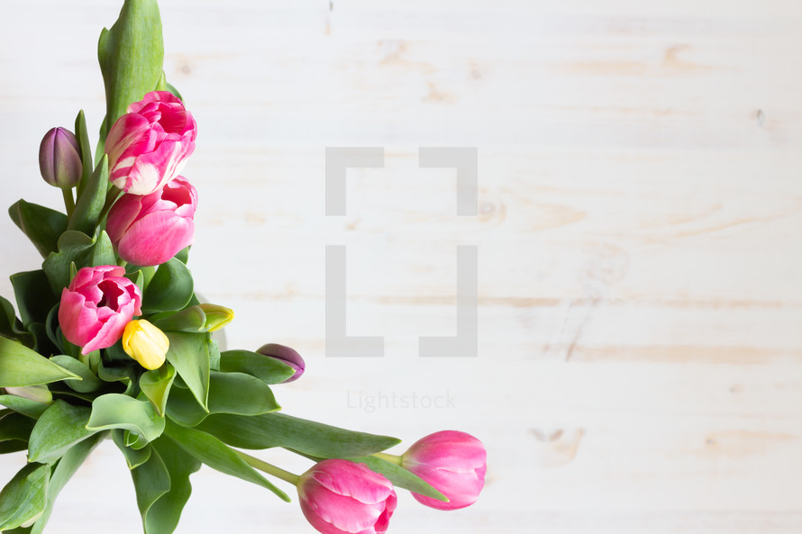 pink and yellow tulips on a white wood background 