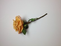 a peach rose on a white background  