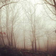 leafless trees in a foggy forest 