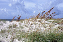 Sea oats edge the beach.