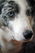 Portrait closeup of a dog.