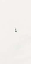 seagull in the sky 