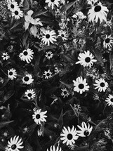 flower garden in black and white 