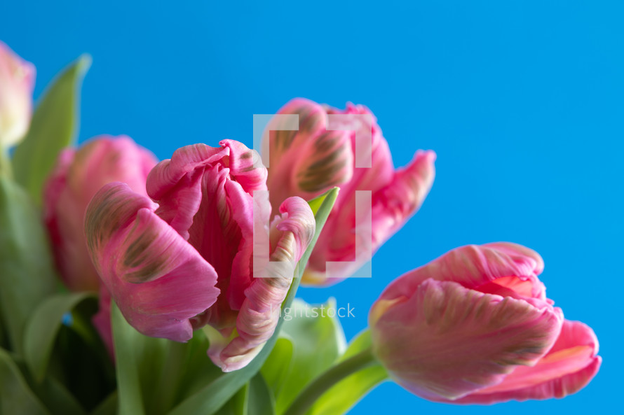 Close up pink tulips on a bright blue background