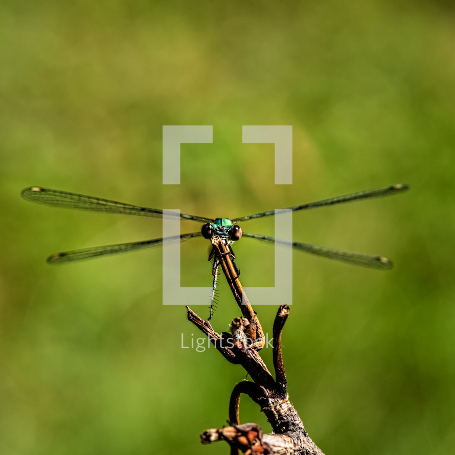 dragonfly on a twig 
